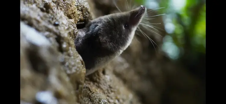 Eurasian water shrew (Neomys fodiens fodiens) as shown in Wild Isles - Freshwater